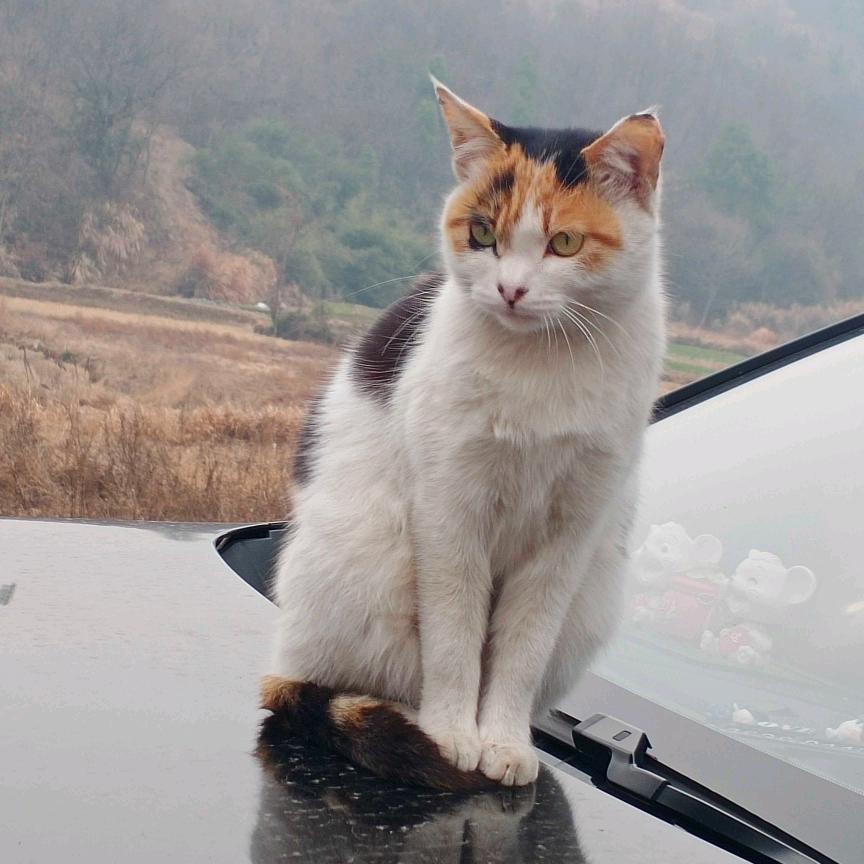 云淡风轻❄️