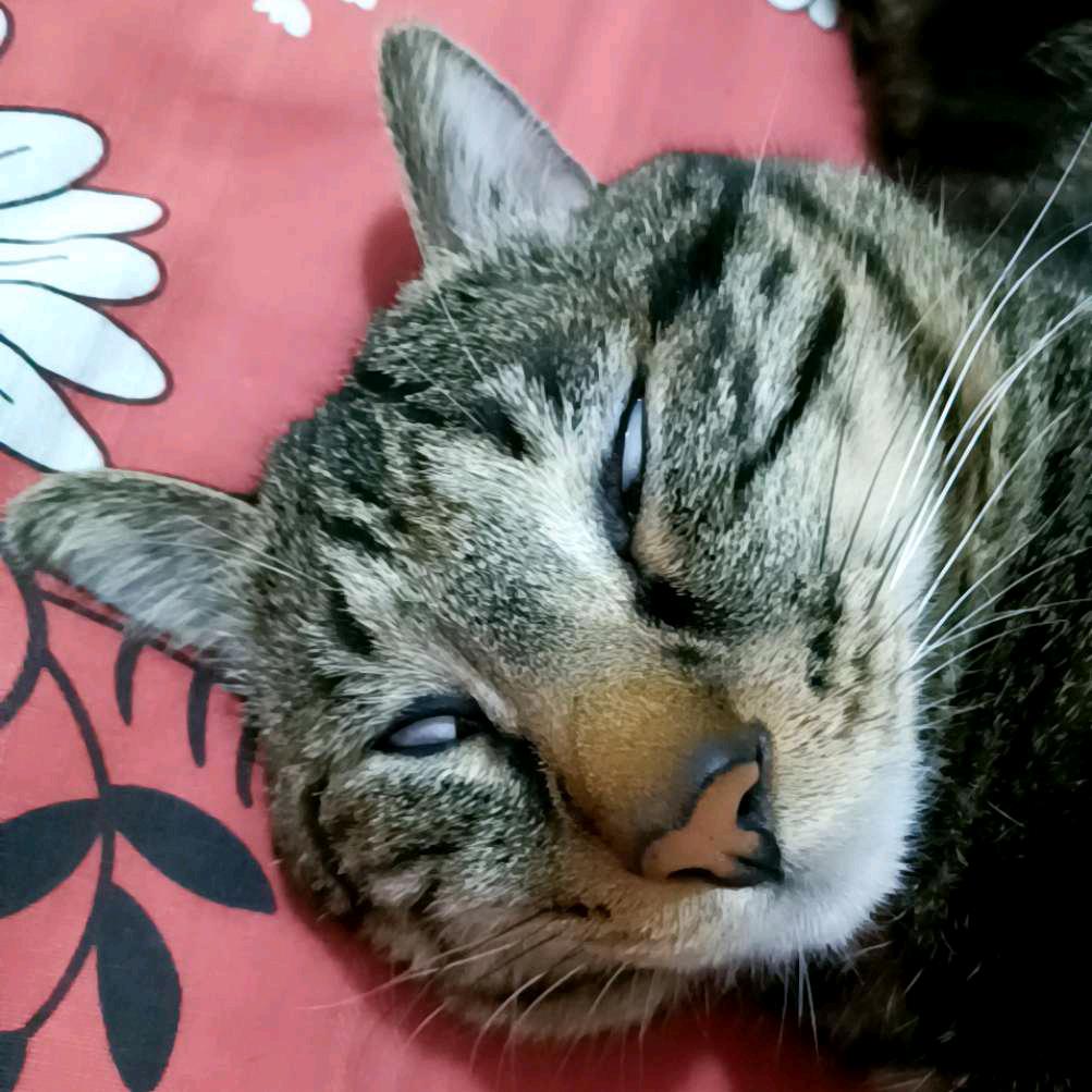 覅覅