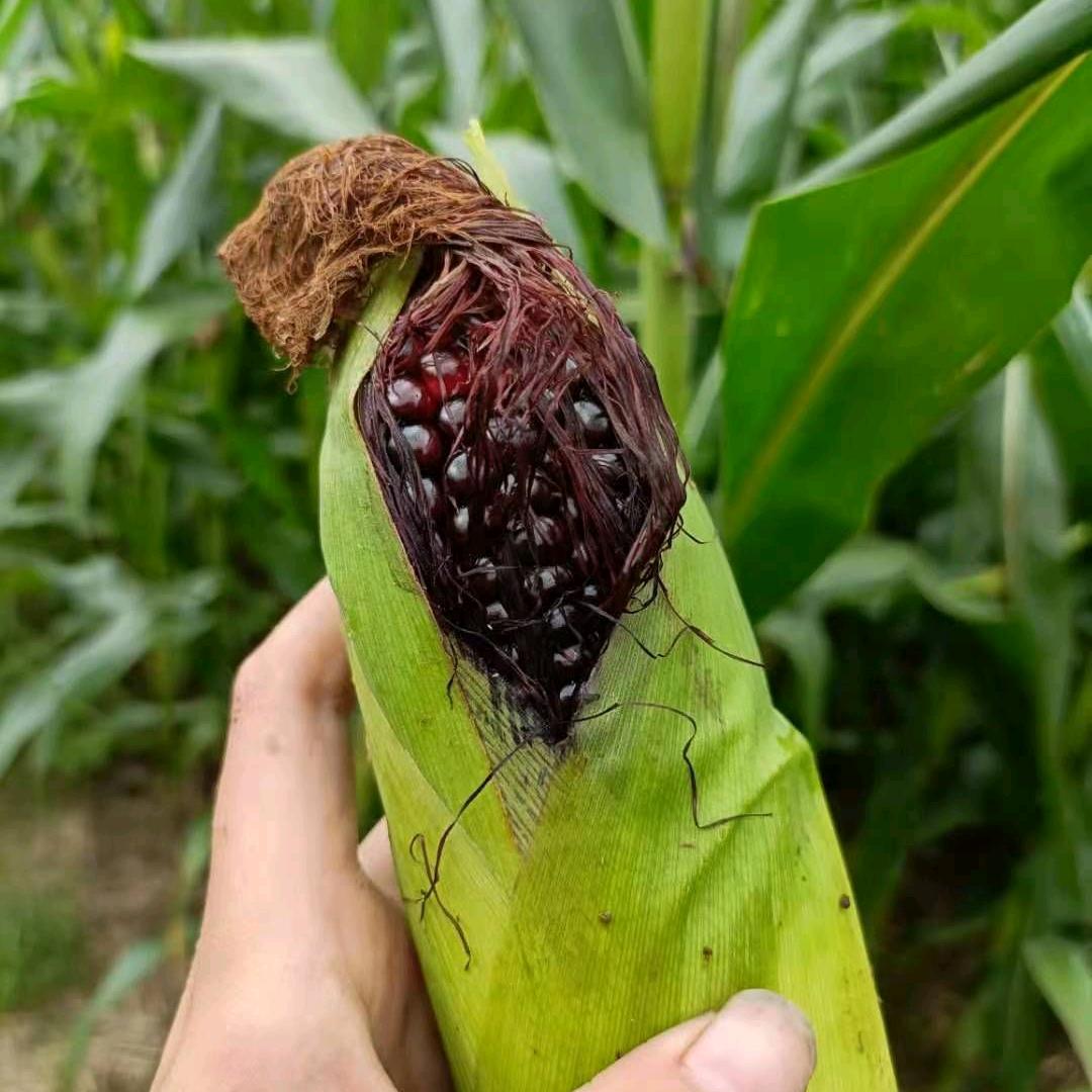 曹县果之源生鲜店