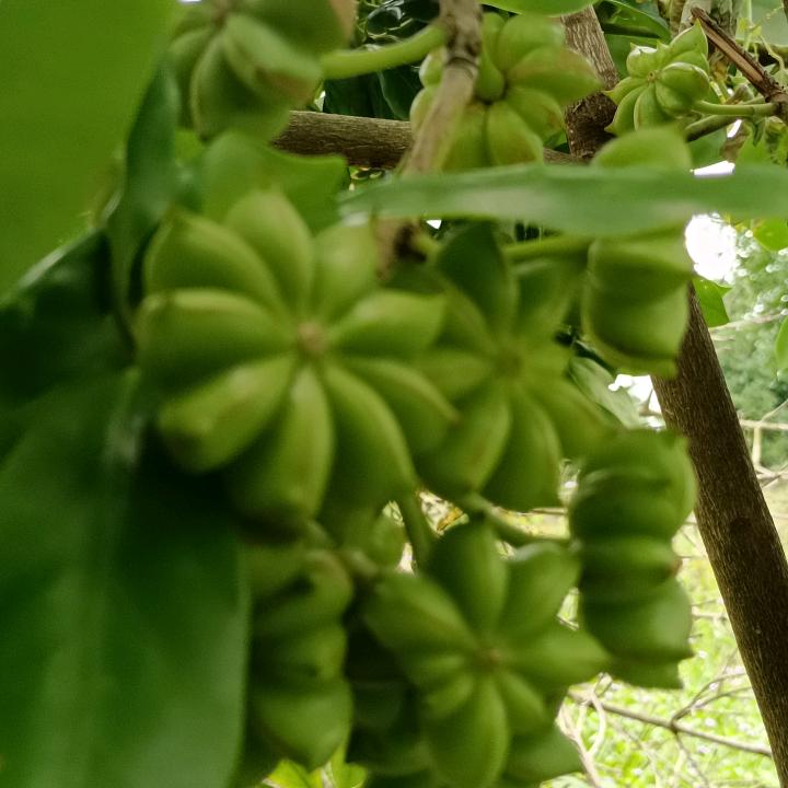 小莫八角种植