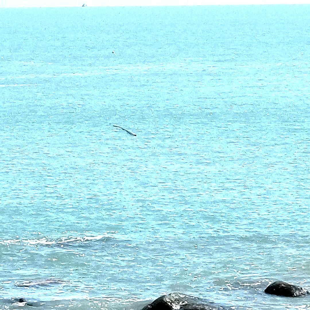 蓝色的海