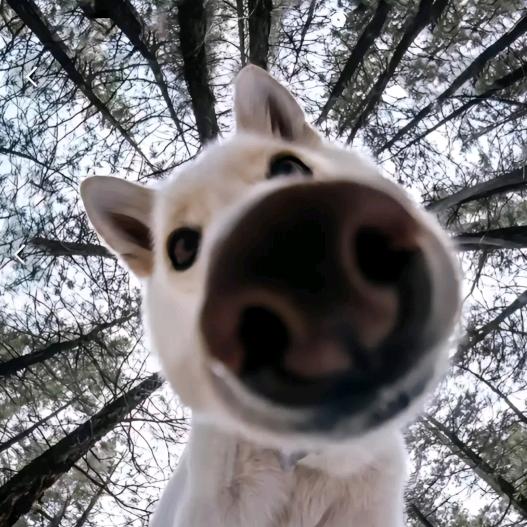 Y-.