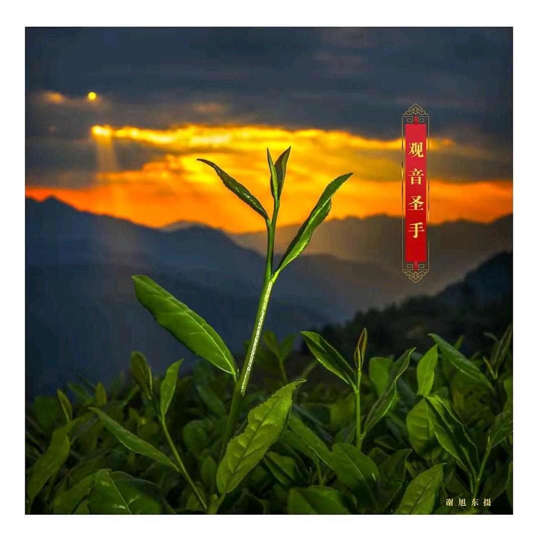 苏声朗朗