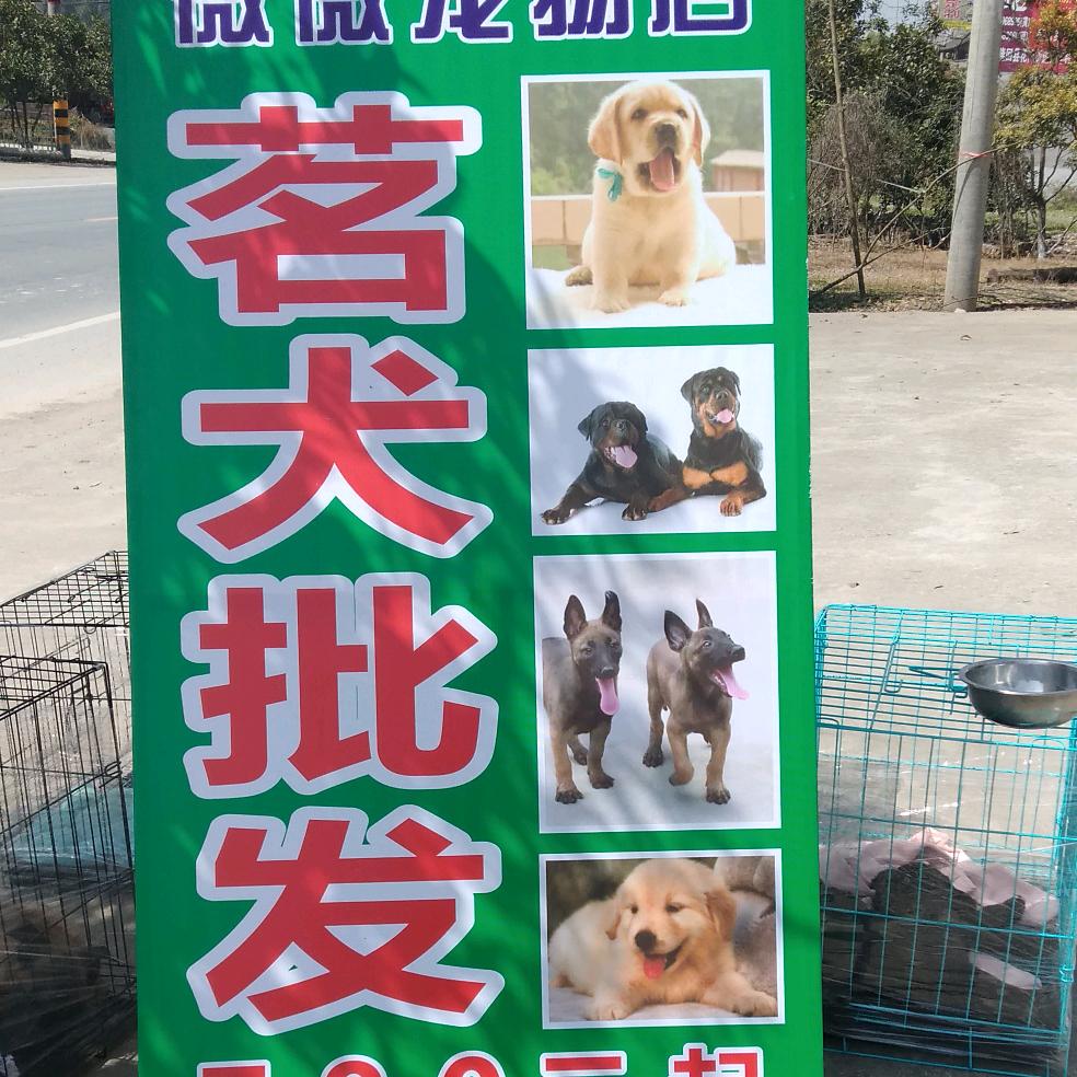 湖南隆回微微名犬宠物店