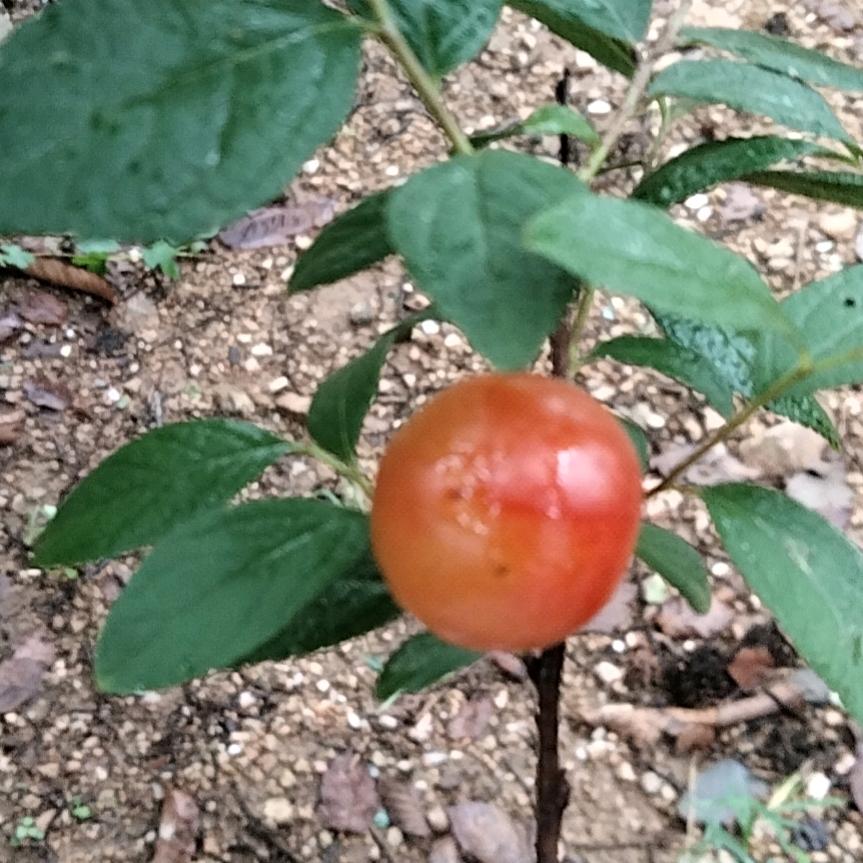 再见，只是陌生人