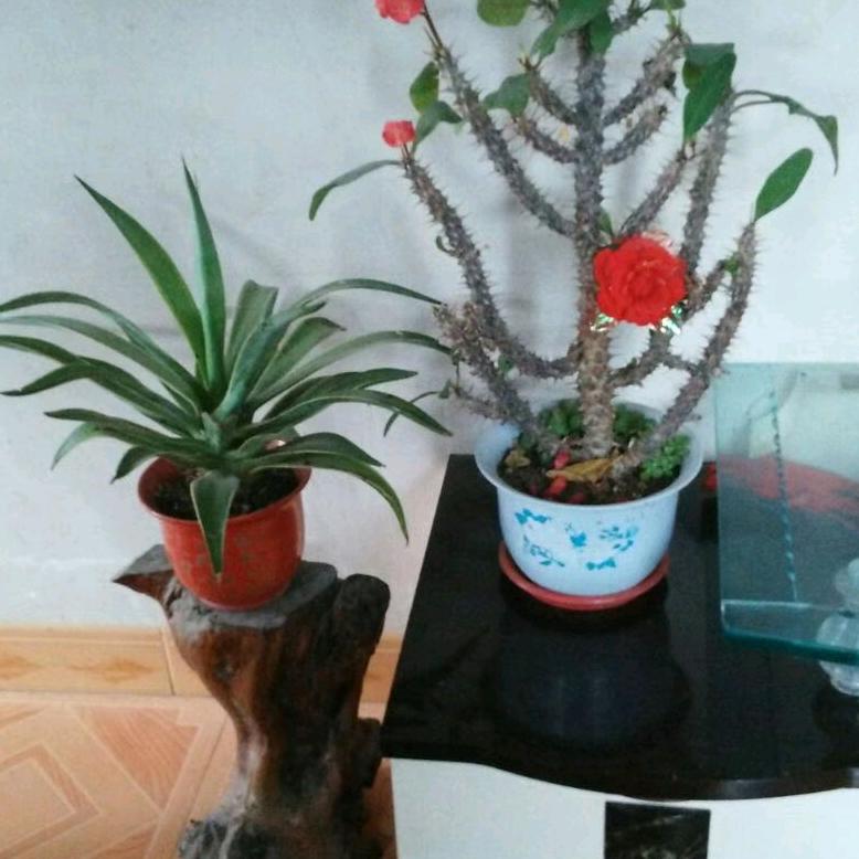 泉州市台商区张坂填玉锋片