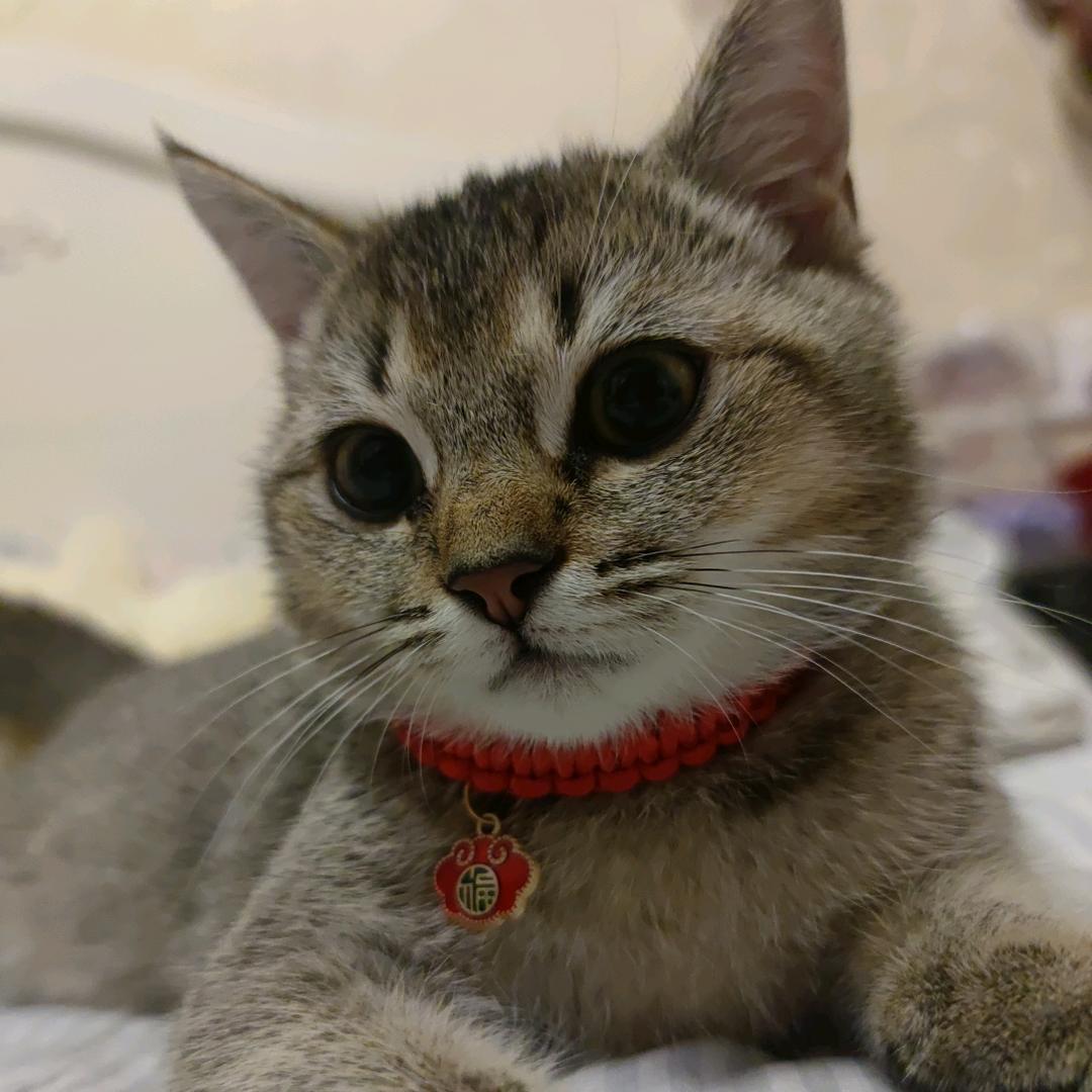 小福🐱