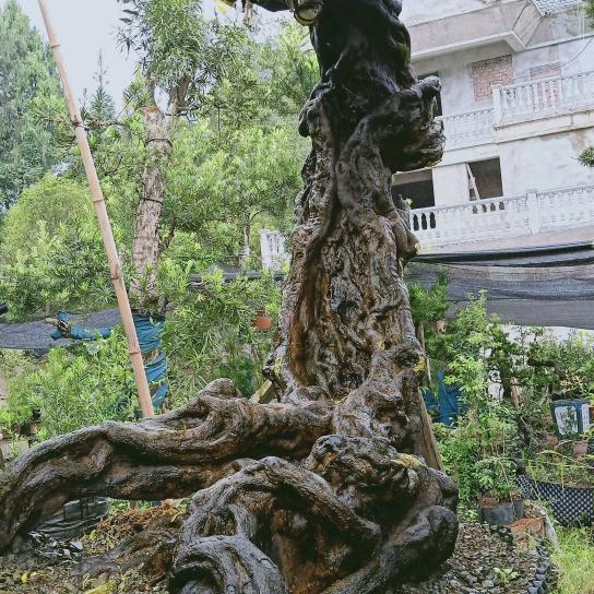 重庆艾荣园艺有限公司