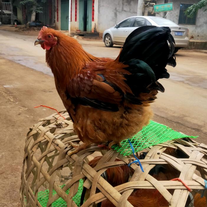 海南省文昌鸡批发