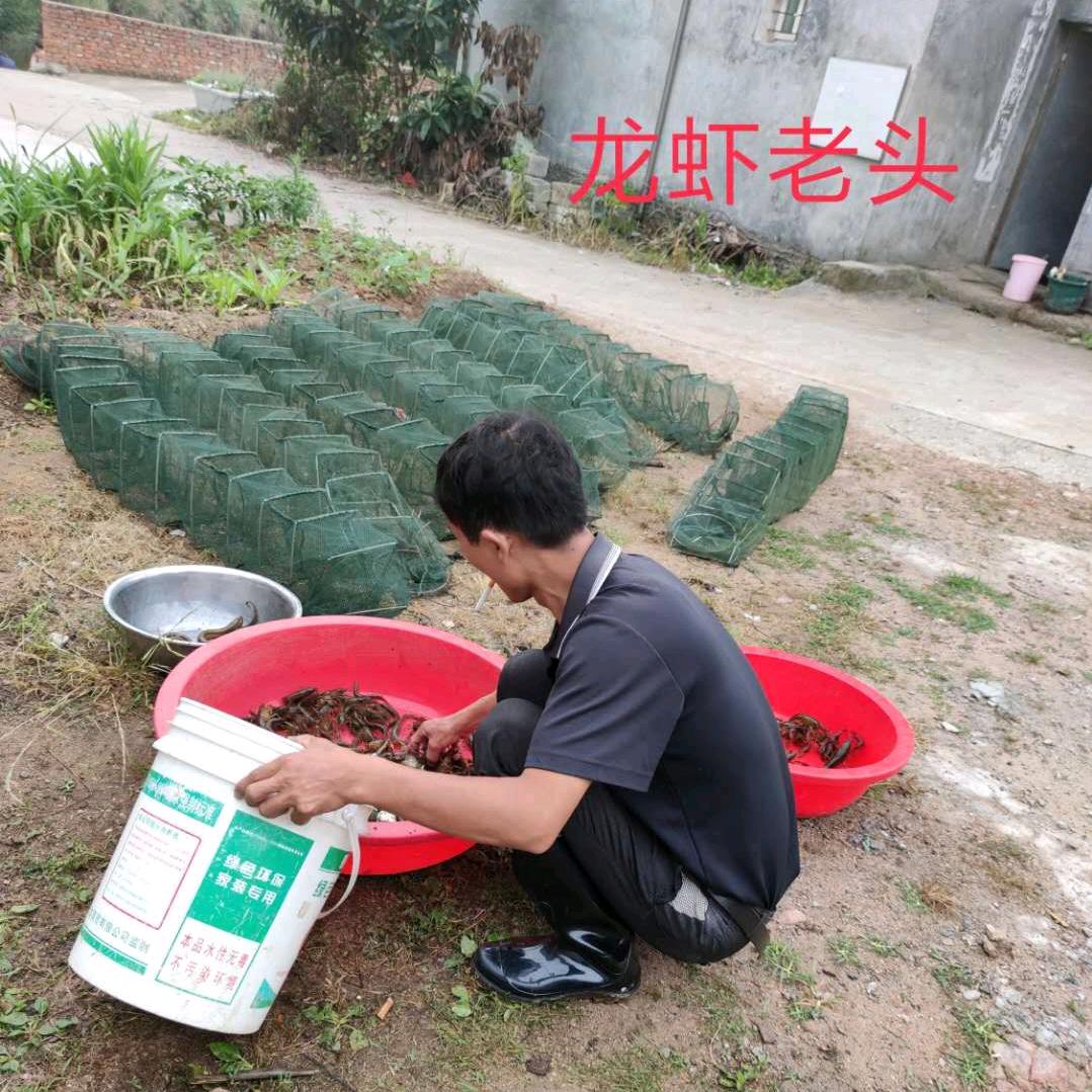 大宝婆801