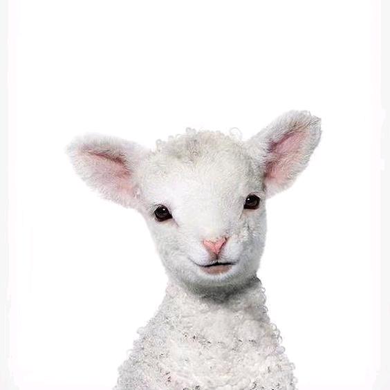 冠县金璨清真食品有限公司