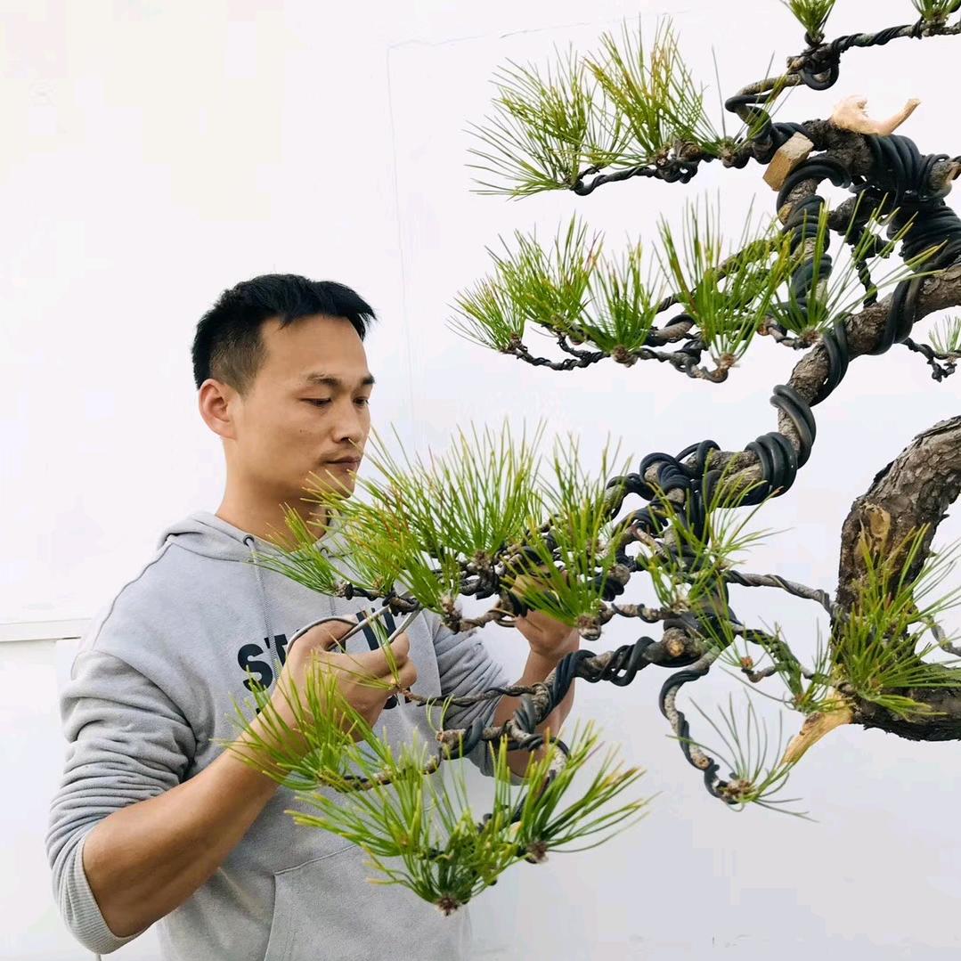 武汉楚风苑-小阮