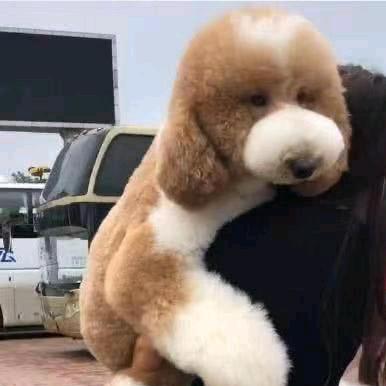 豆丁