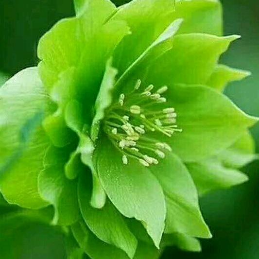 四季花