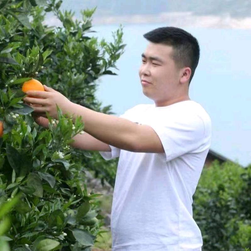 自家种的板栗红薯