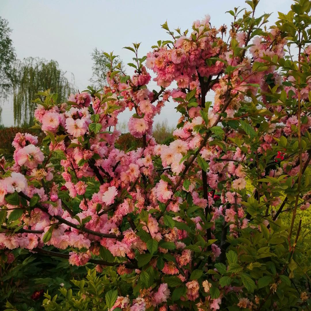 💐摘下星星的猫🌸