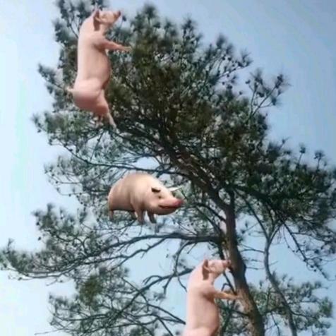 甘心情愿