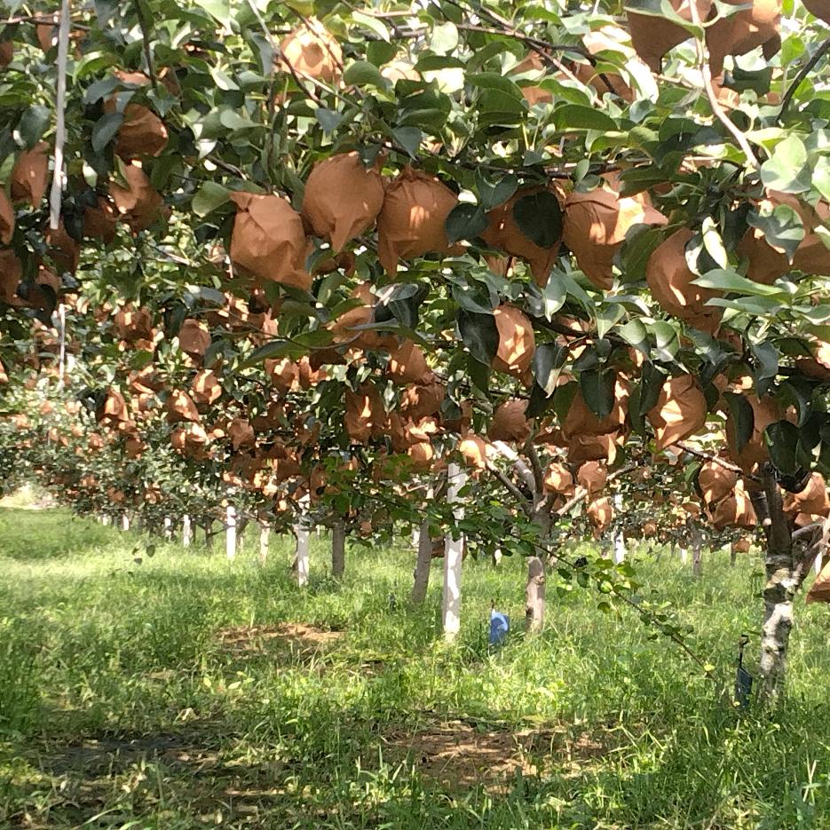 丽伟家庭农场＄丽伟酥梨