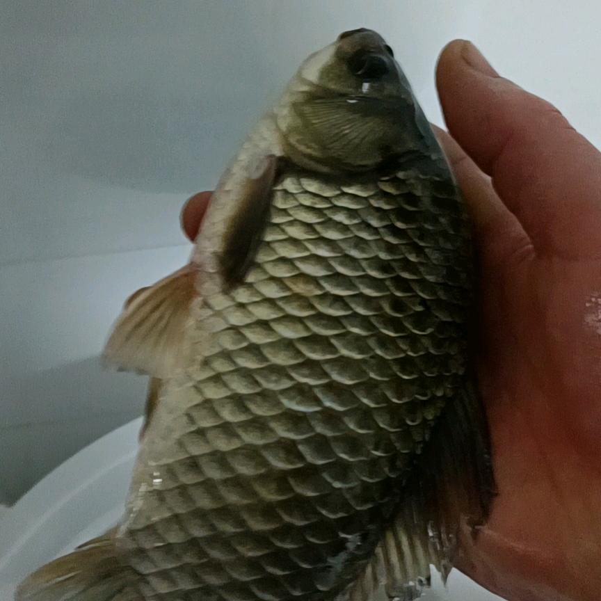 磊哥钓大鱼