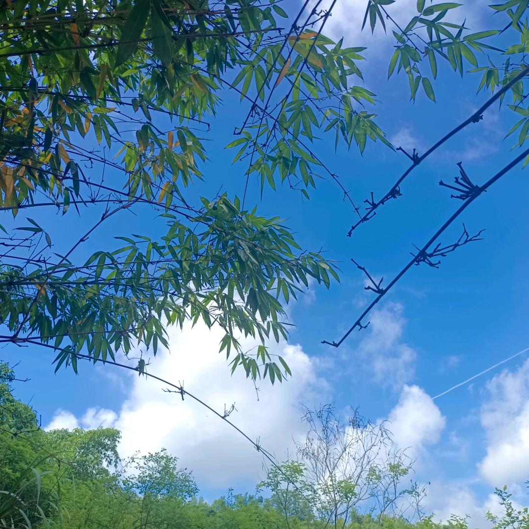有点蓝
