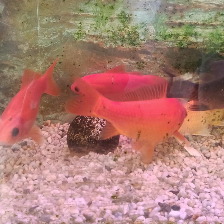 海