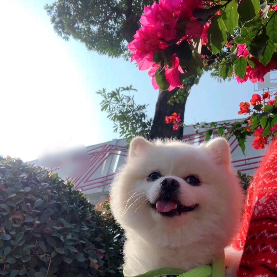 游咚咚咚