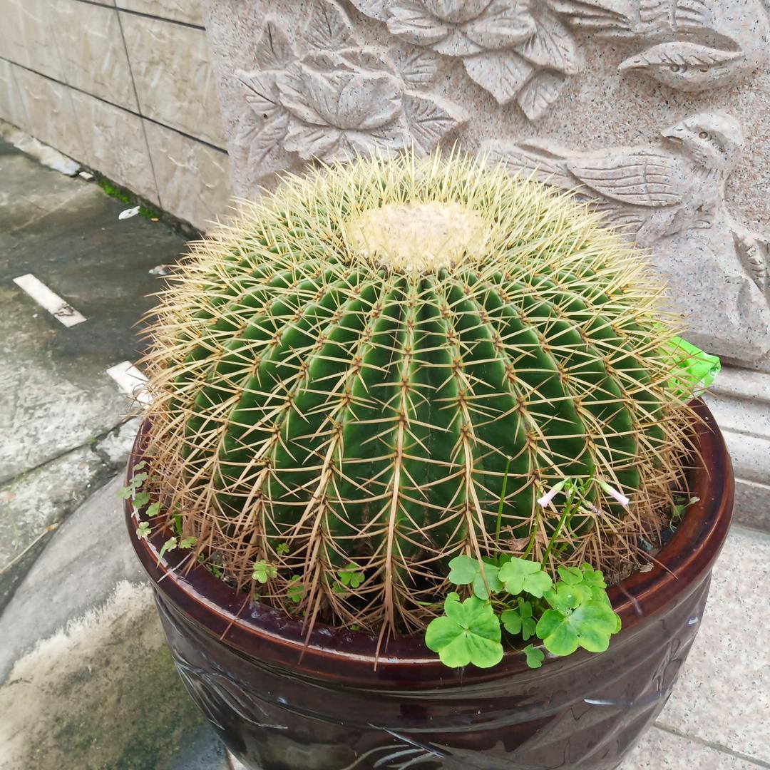 （与杜o相冯）