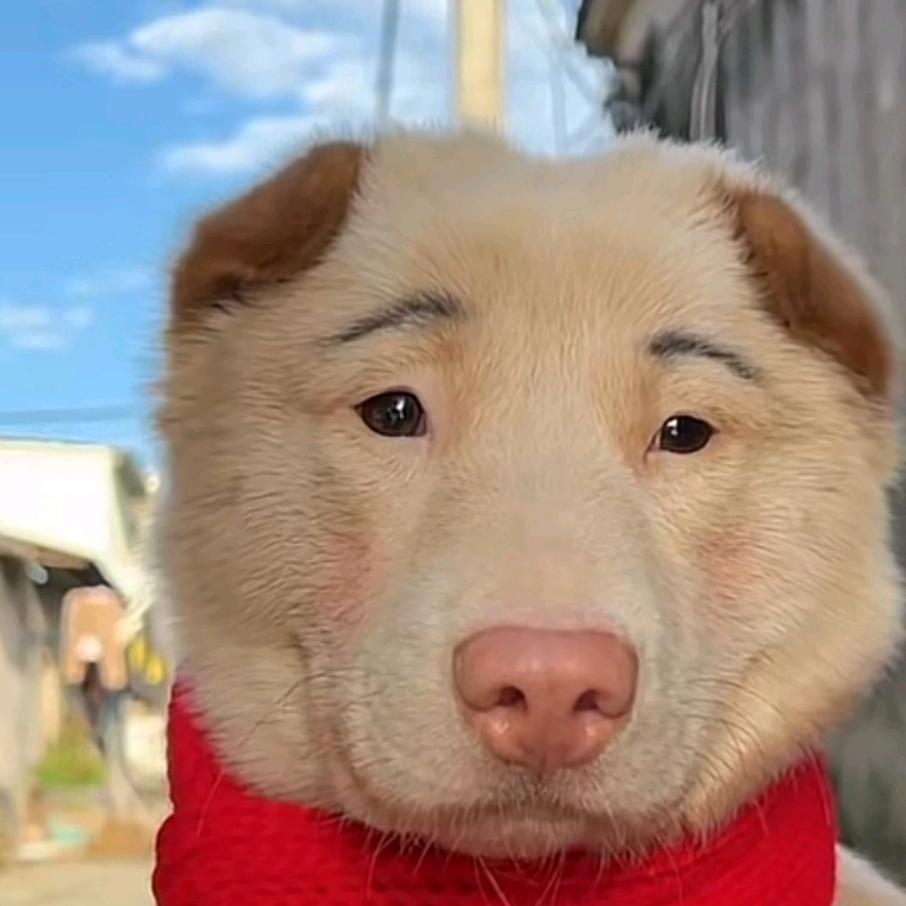 甜野猫。小时光