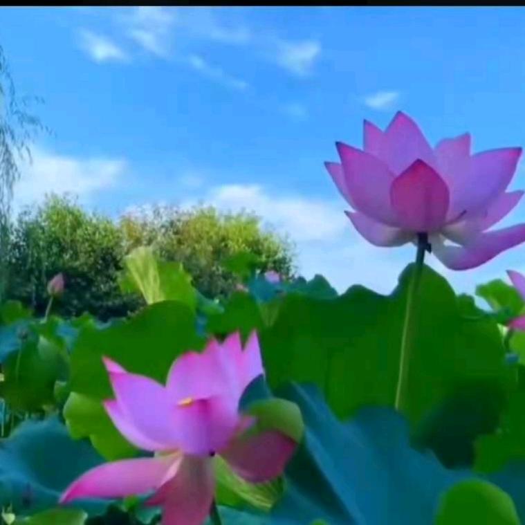 万事如意