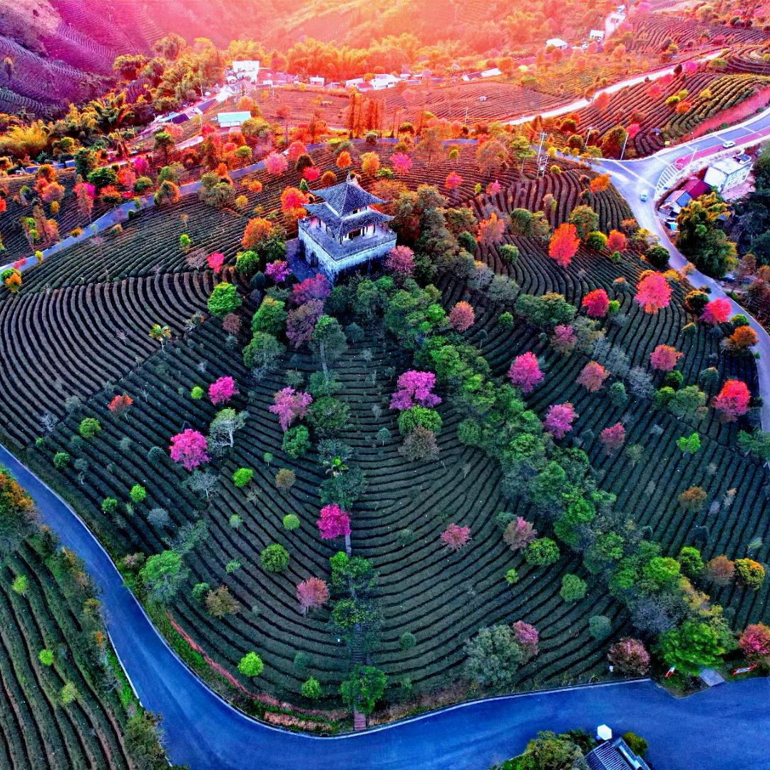 问茶（旅游推荐）