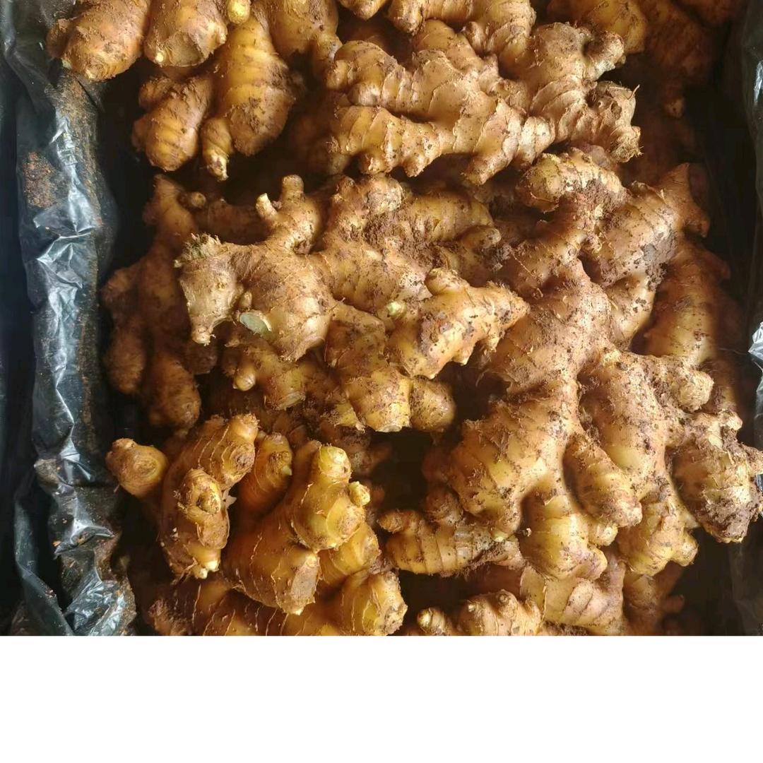 云南小黄姜