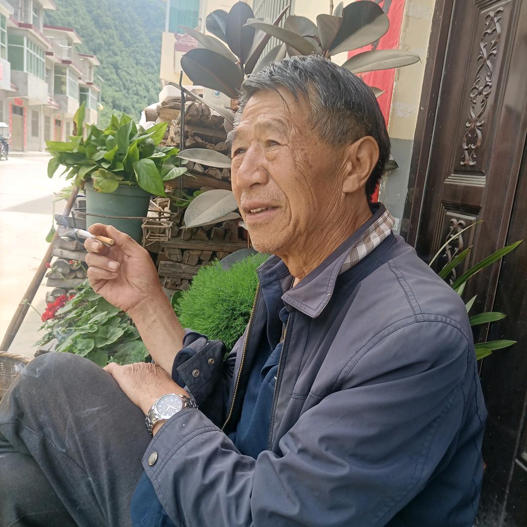 香椿树