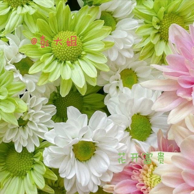 彭大姐