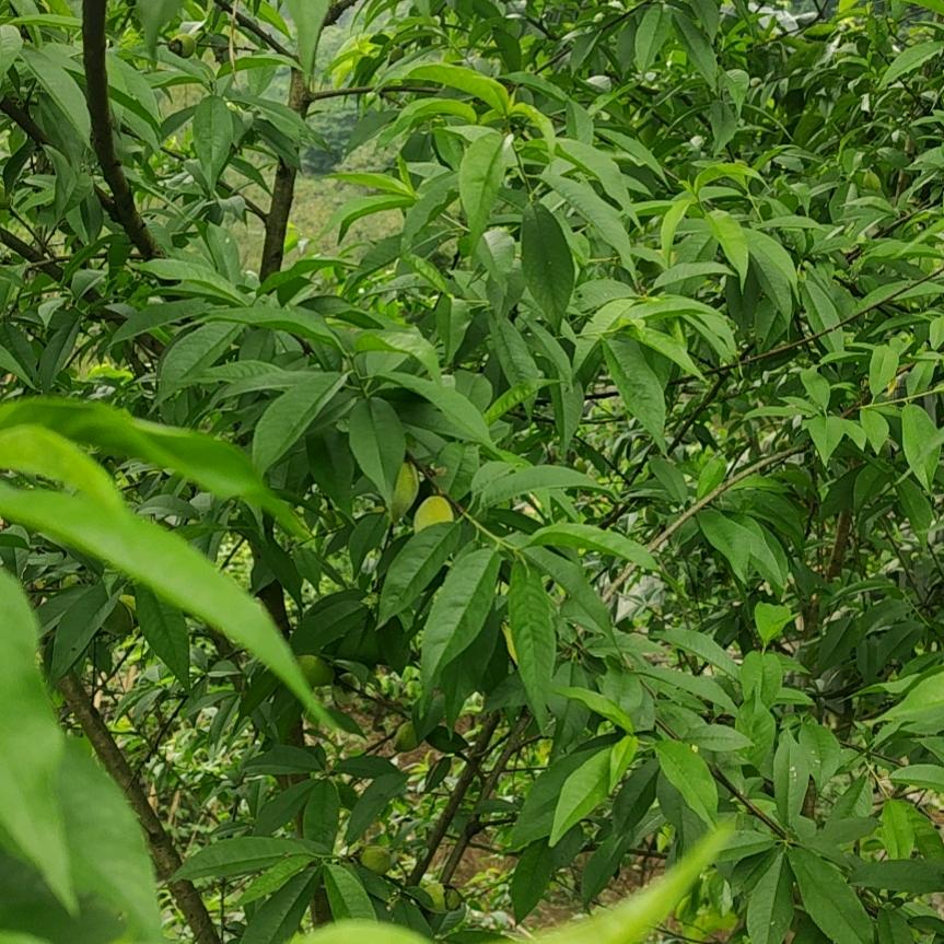 阳光明媚如风轻盈似箭