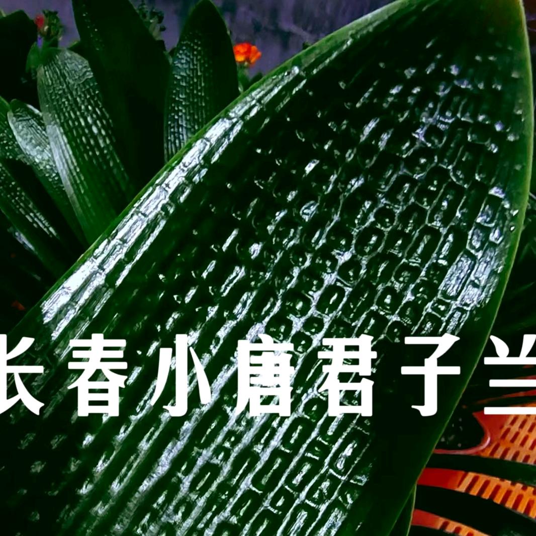 长春小唐君子兰