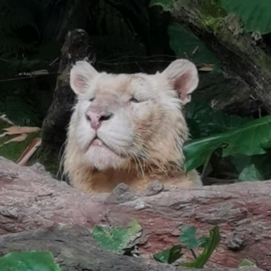 布鲁克