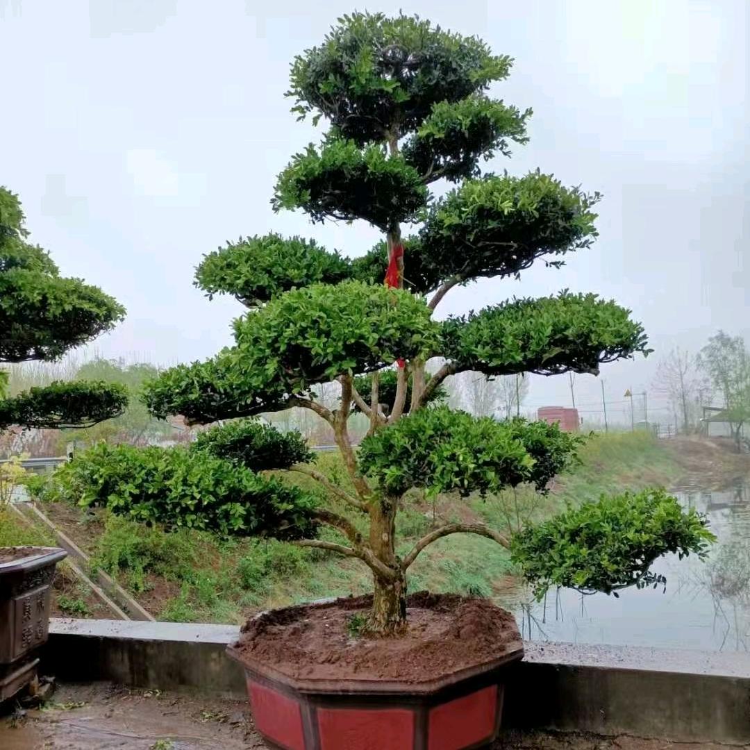 景诚黄杨造型树