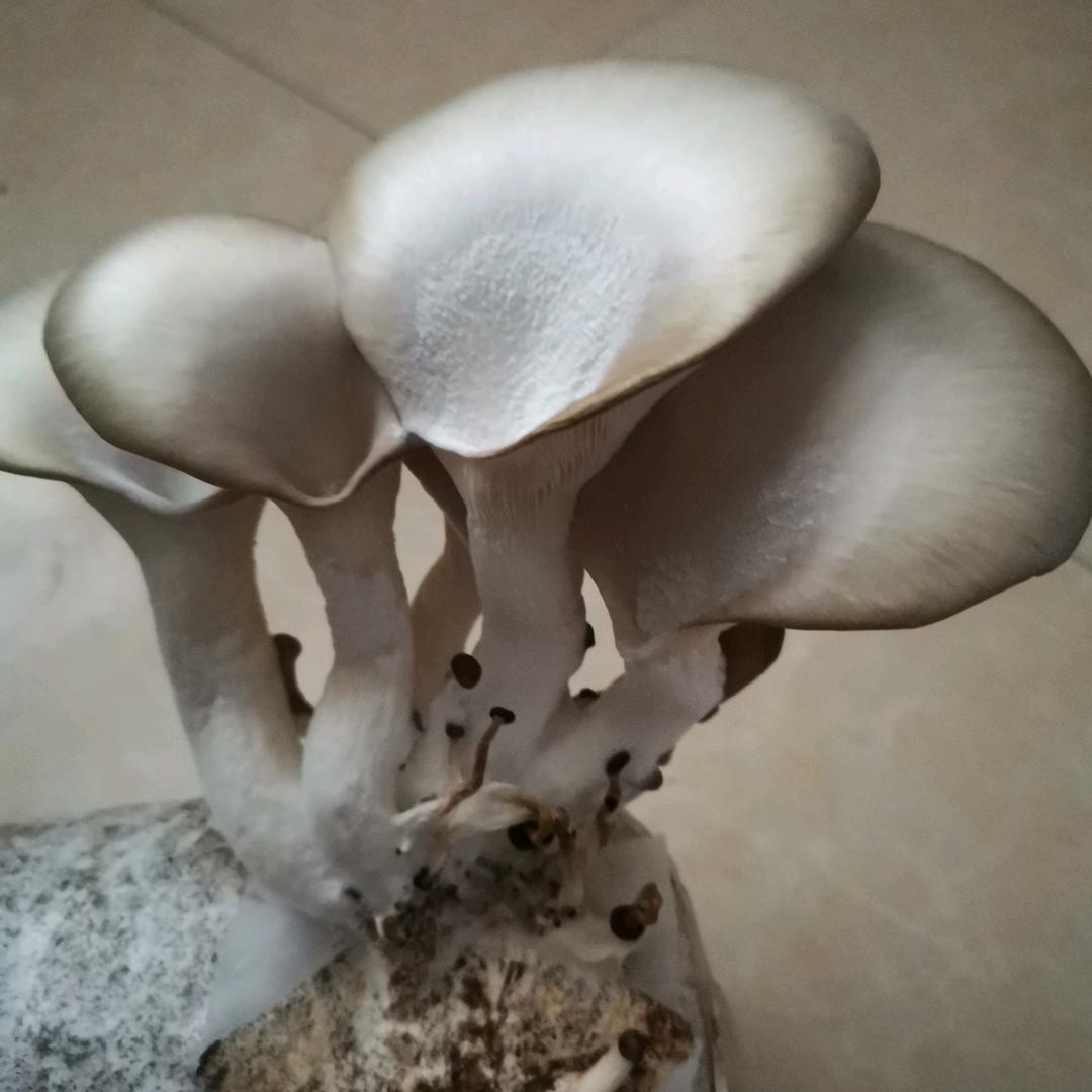 梅姐