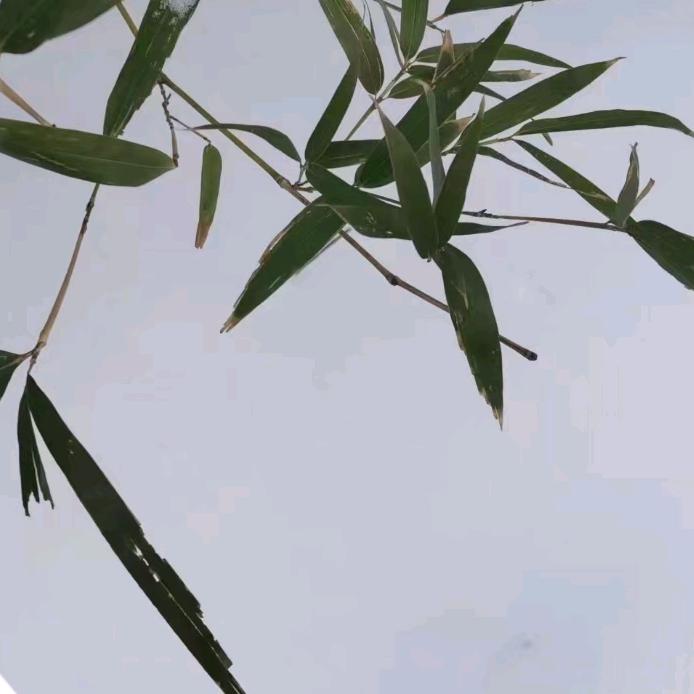 见山