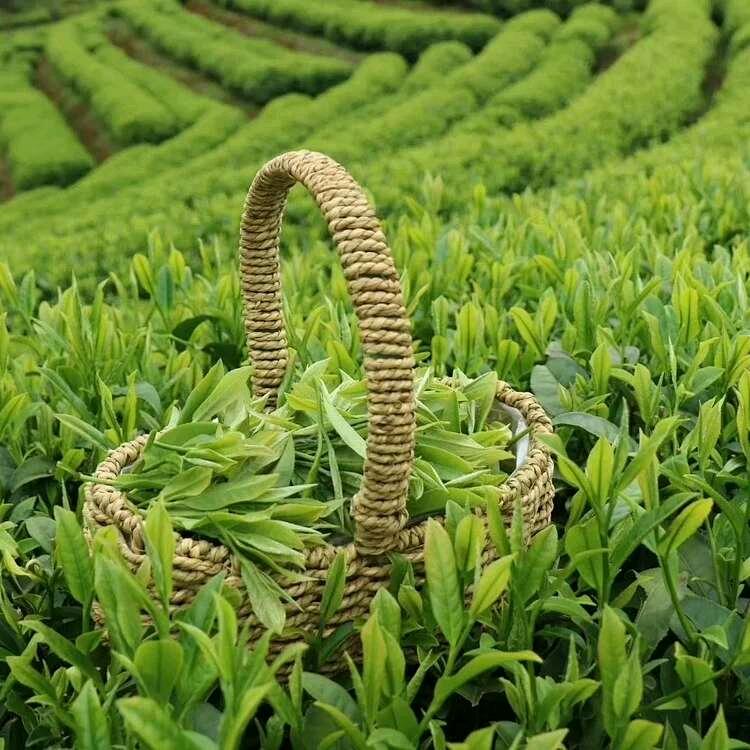 梦龙芯茶厂