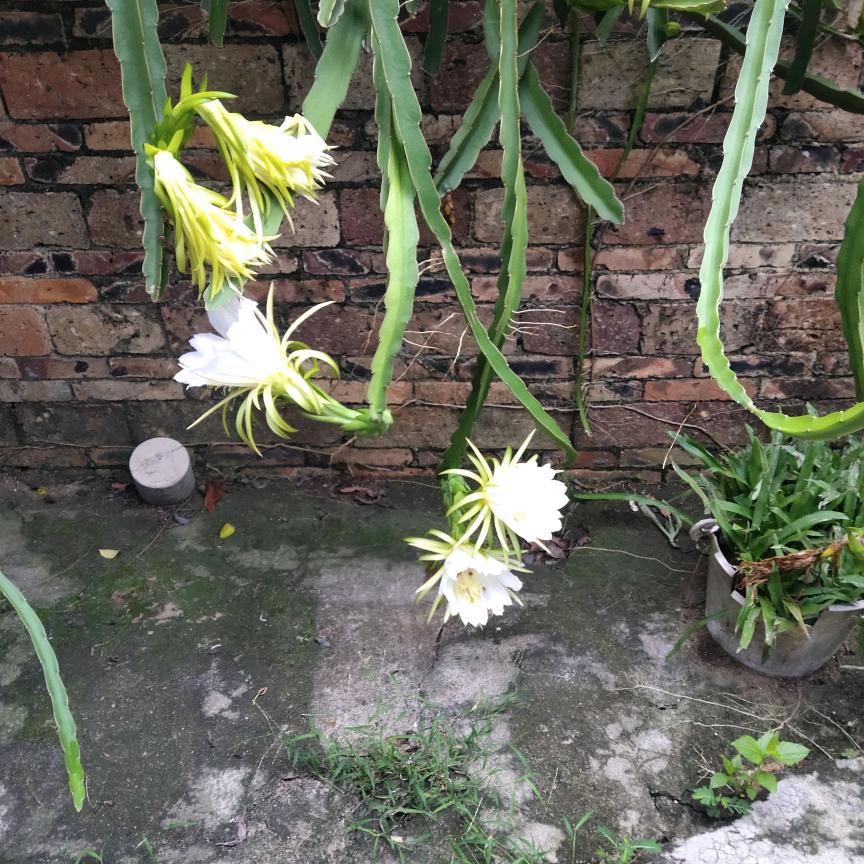阳光兰姐