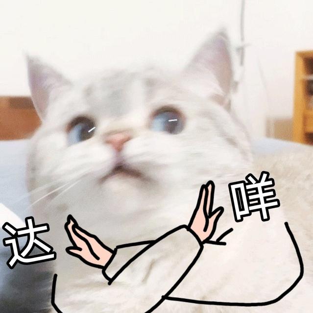 大脸猫～（每天都很忙版）