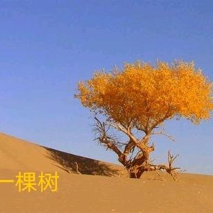 沙漠一棵树