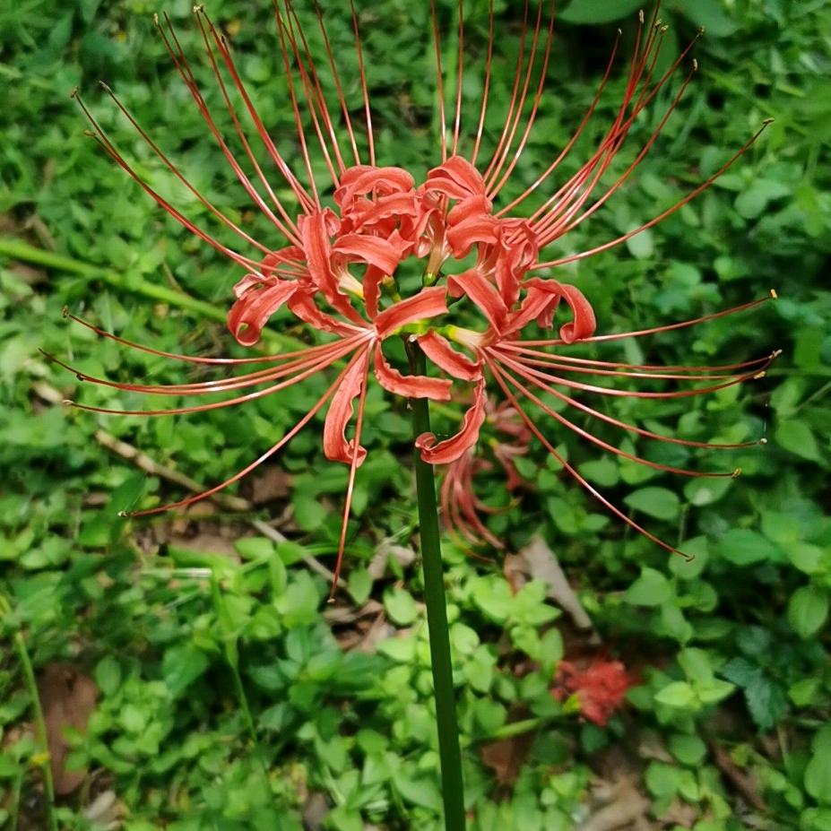 向丽