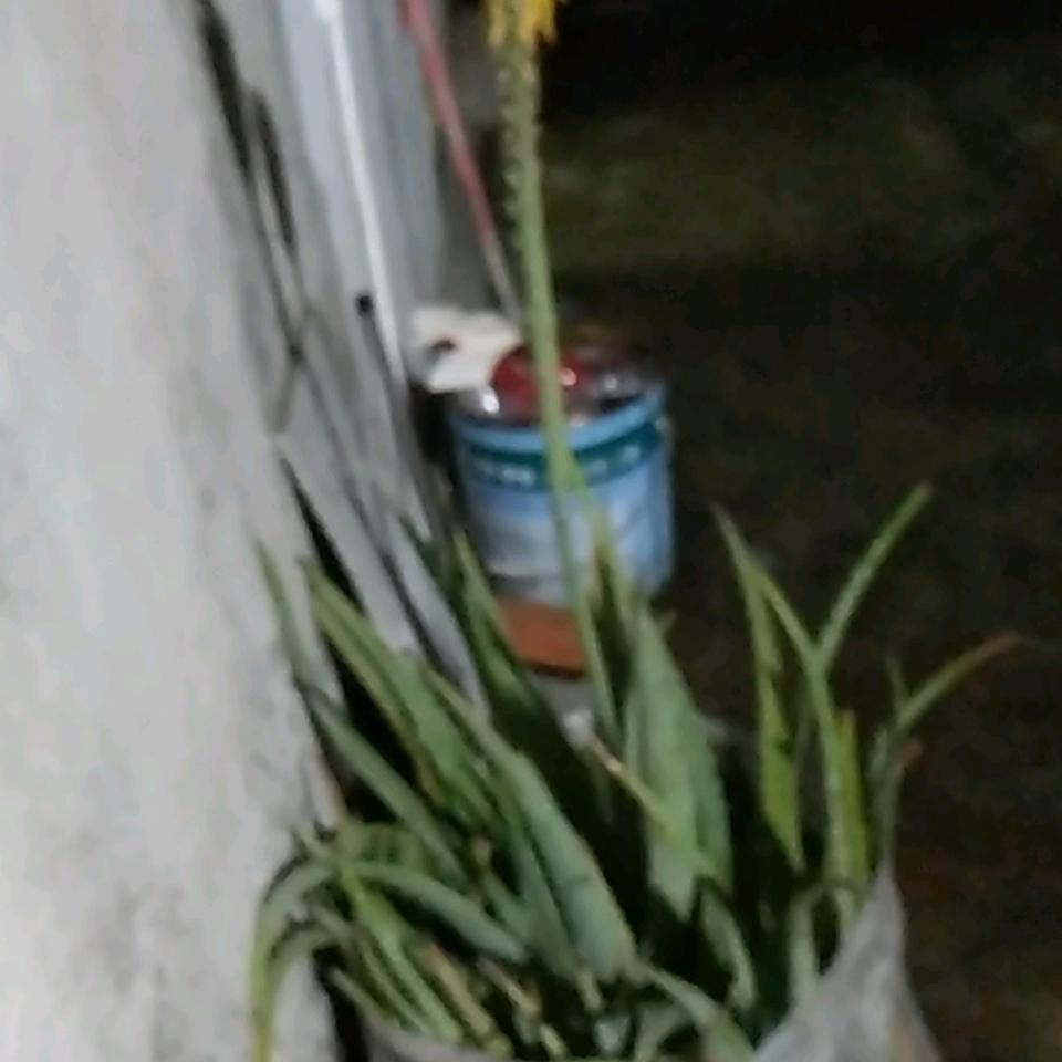 :一帆风顺郎(定)