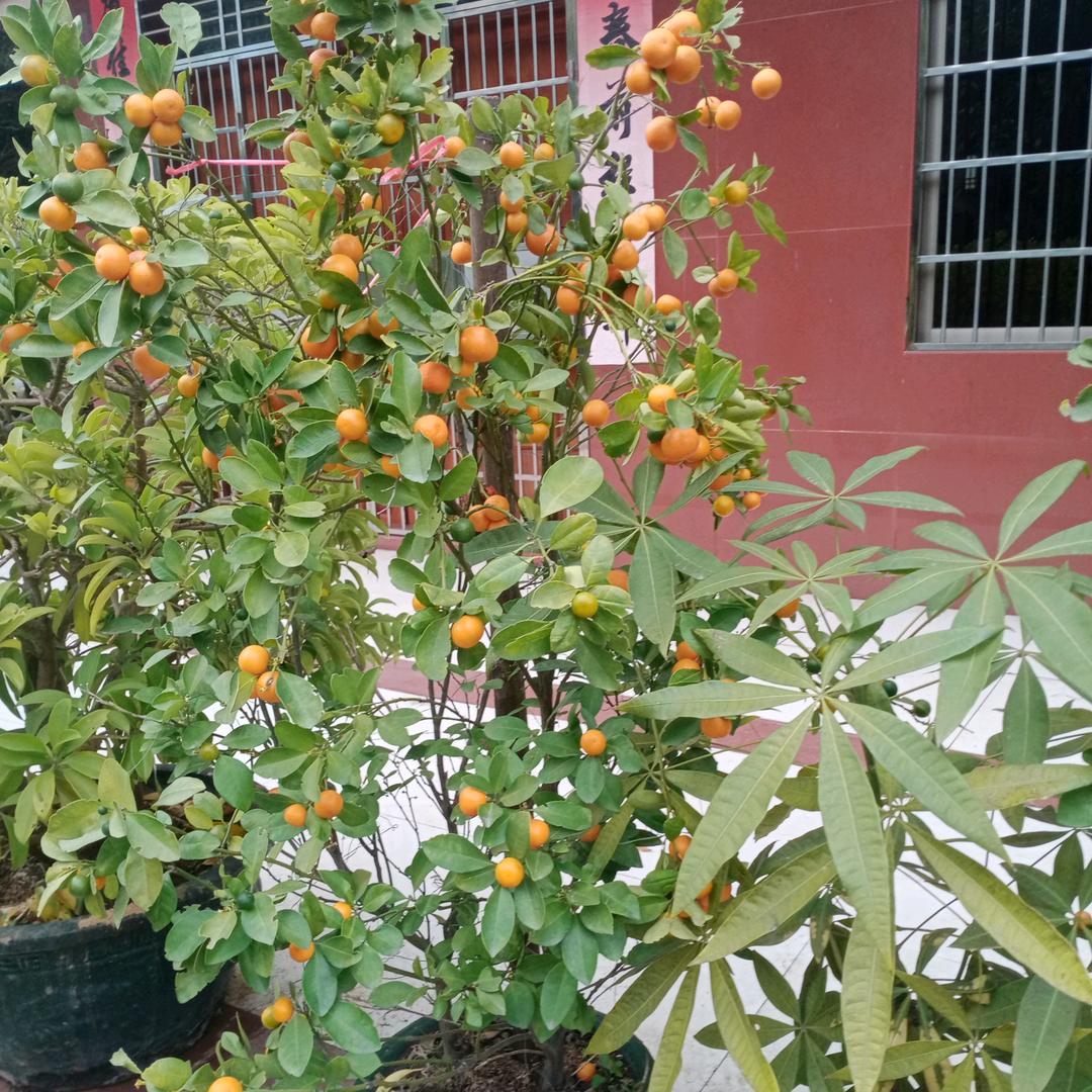 煜雅