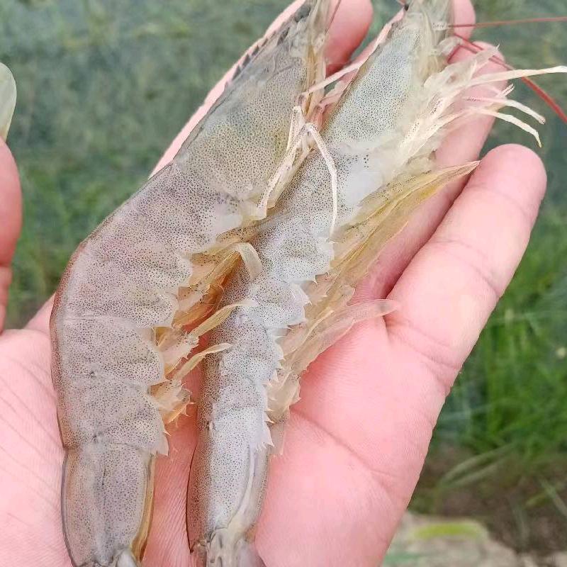 龙华虾大状商贸农场