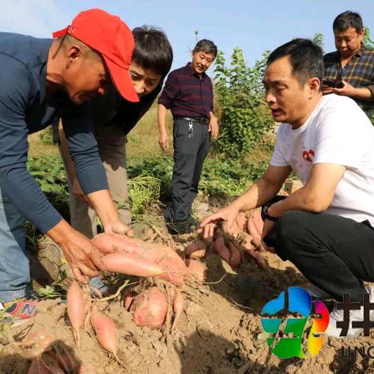 天路  旱地红薯