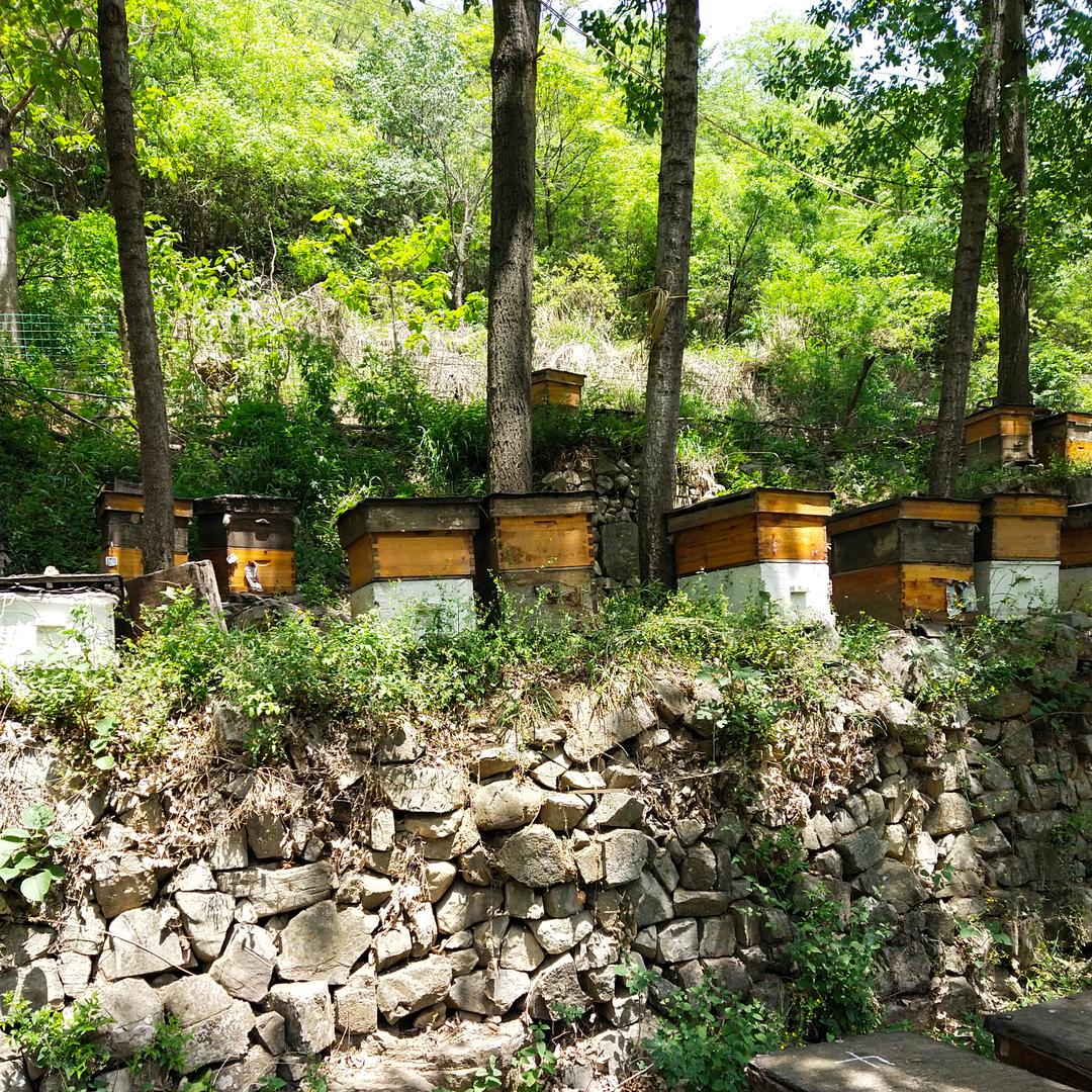 青龙峡深山里的上等蜂蜜🐝