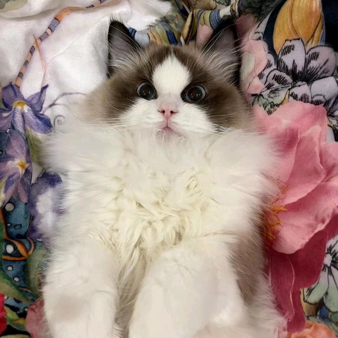予
